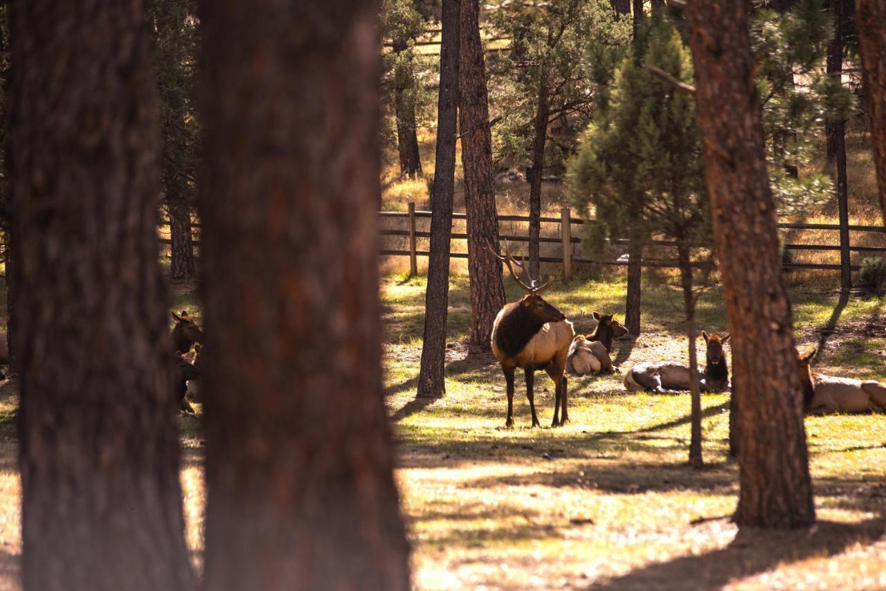 Huge Ruidoso Retreat With Game Room, Pool, 2 Balconies, 2 Kitchens - Sleeps 17! Exteriér fotografie